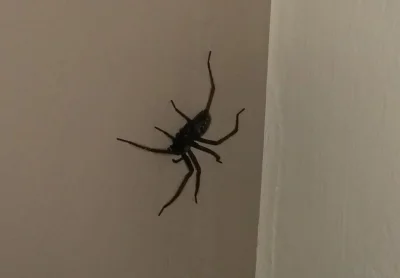Harold - Siema Mirki, ostatnio u mnie w mieszkaniu pojawia się coraz więcej pająków i...