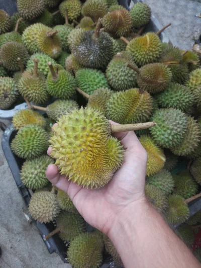 kotbehemoth - Duriany za 1$ za sztukę (niecałe 3 zł) na stoisku w Singapurze

#ciekaw...
