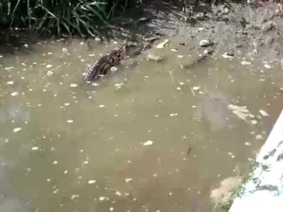 typowysmieszek - Pamiętacie XDDD ?
#forfiter #krokodil #starehity #heheszki