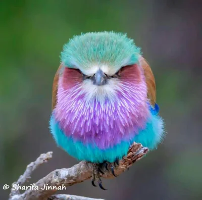 Polasz - Walec liliowy (Coracias caudatus) to wspaniały, malutki ptak.

Zdjęcie: Shar...