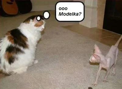 tera - Cyba trochę prawda, co?
#modelki #humorobrazkowy #koty