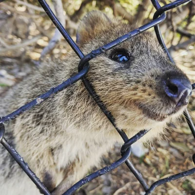 mfek00 - Kuoczka zapytuje, jak się bawicie w ten poniedziałek? ʕ•ᴥ•ʔ

#quokka #quok...