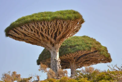 j.....e - Dracaena cinnabari, Dragon's Blood tree - występują w archipelagu #socotra ...