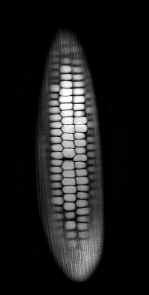 bauagan - Kukurydza 



#rezonans #gif #ciekawostki #mri