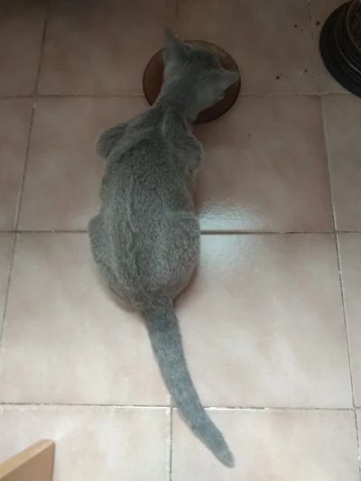 kungfusmerf - #kociebombelki #koty #pokazkota

Mysza i piątkowy tuńczyk z krewetkami