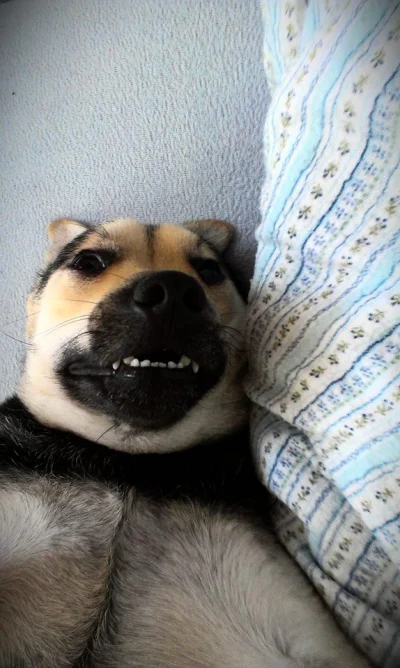 balatka - @bzooora: mój pies pozuje z uśmiechem zawsze jak go o to poproszę ( ͡° ͜ʖ ͡...