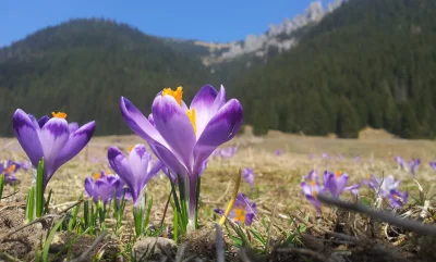 Lasjestw_Nas - Łąki pełne krokusów stały się symbolem nadejścia wiosny w Tatrach. Poj...