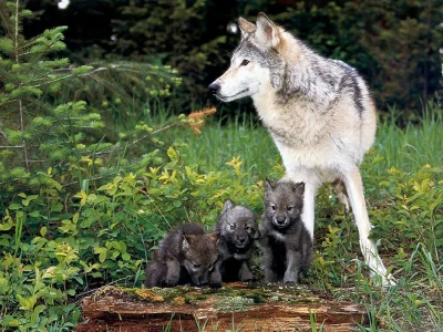Wulfi - #wilk #smiesznypiesek #zwierzaczki #pies #psy #zwierzeta #zwierzaczk #wilki