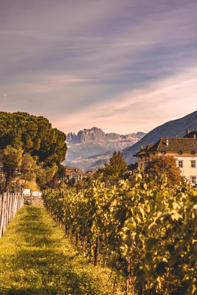 KowaziS_ - #bolzano #fotografia #alpy

Widok na alpy z plantacji winogron w Bolzano
