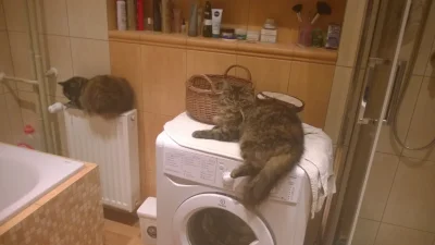 Ryhol - Jakiś nowy trend z pralkami to też się pochwalę.
#pokazkota #koty