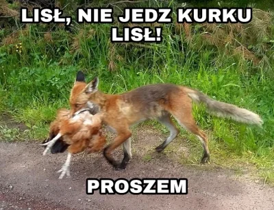 pogop - #pogopsuszy #heheszki #humorobrazkowy #kitku #codziennekitku