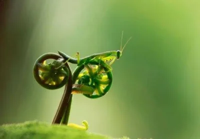Bunch - Na rowerze pedałuje ta co zjada głowe samca 
#robaki #heheszki #fotografia #...