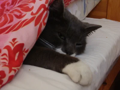 Mistyczny_Krokodyl - Niedziela. Uczę się do egzaminu, ale leżę sobie w łóżku pod kocy...