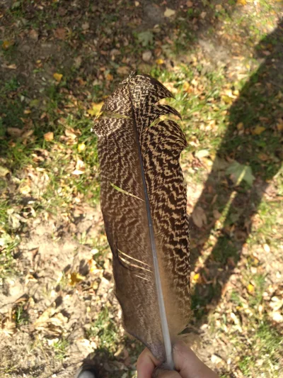 mokrysenpolonisty - Patrzcie jakie piórko znalazłam w lesie.
#chwalesie #piorko