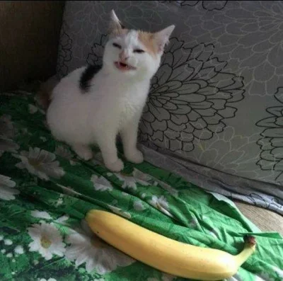 ZohanTSW - @whoru: brakuje cat with banana ( ͡° ʖ̯ ͡°)