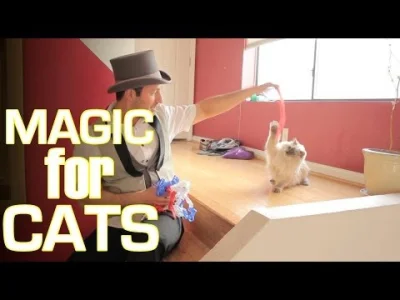 peralta - @ciasneszelki: koty mają gdzieś jakieś tam magiczne sztuczki ( ͡° ͜ʖ ͡°)