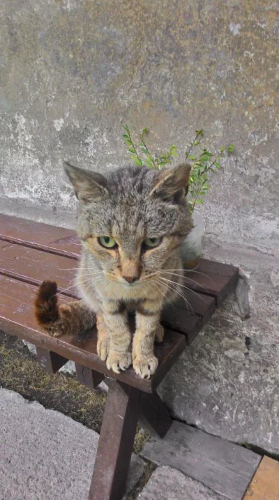 arrent - Mój 15-letni kot zaginął 4 dni temu. :( Ktokolwiek widział, ktokolwiek wie. ...