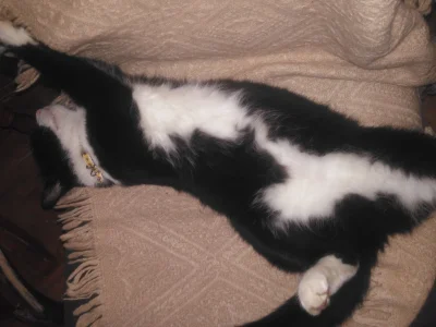Twinkle - Mój kot to fanatyk spania w dziwnych pozycjach. 
#pokazkota #koty