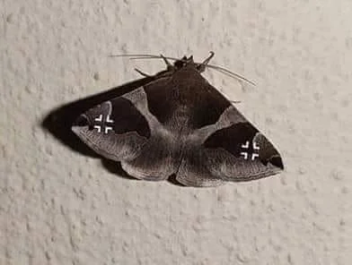 kowzan - Look at this moth er Fokker!

#heheszki #militaria #lotnictwo #wojsko