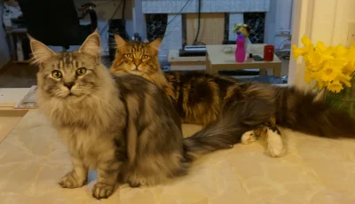 sepinroth - Leon i Lluan razem #koty #kot #mainecoon #sepinrothcoon