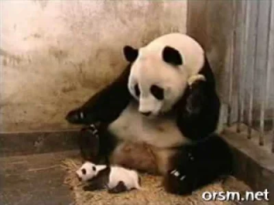 ryhu - @euroombudsman: bardzo fajne i oryginalne, a znasz kichającą pandę? równie dob...