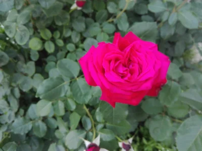 laaalaaa - Róża 7/100 z mojej działki ( ͡° ͜ʖ ͡°)
#mojeroze #chwalesie #mojezdjecie ...