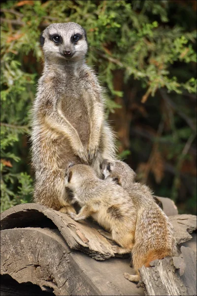 Wulfi - Surykatka ( Suricata suricatta)

Zamieszkują południową część Afryki, główn...