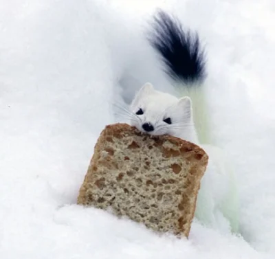 zakowskijan72 - Jeżeli dobrze się przypatrzycie tej kromce chleba na śniegu, jeżeli s...