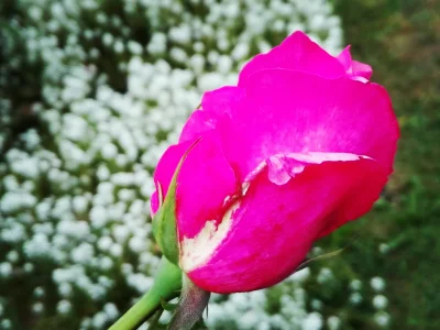laaalaaa - Róża 73/100 z mojego ogrodu ( ͡° ͜ʖ ͡°)
#mojeroze #ogrodnictwo #chwalesie...