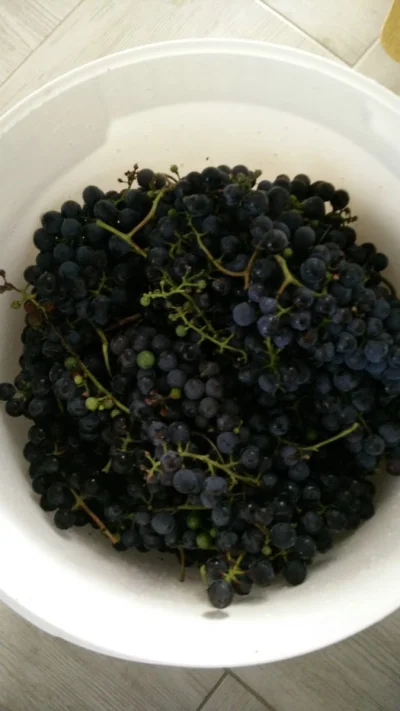 gumis112211 - No, kilka dni temu był mały zbiór winogron(trochę wcześnie, ale winogro...