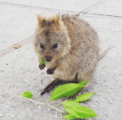 aloszkaniechbedzie - Nowy tydzień nowe porzadki ( ͡° ͜ʖ ͡°) 

#dziendobry #quokkanadz...