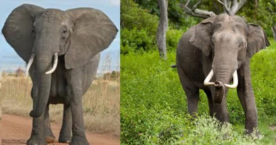 n.....z - Pewnie nigdy się nad tym nie zastanawialiście, ale słoń afrykański ma duże ...
