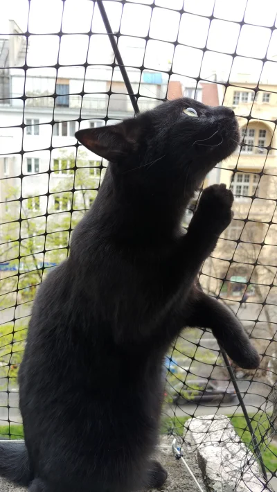 e.....t - Kitkowy sezon balkonowy otwarty #pokazkota #koty #kotczosnek #smiesznekotki...