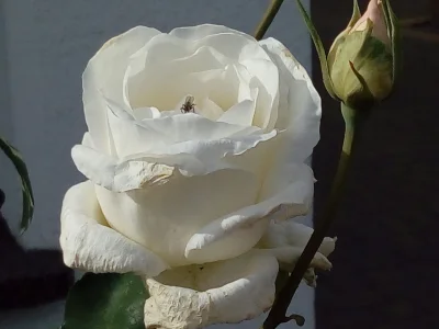 laaalaaa - Róża nr 88/100 z muchą ( ͡° ͜ʖ ͡°)
SPOILER
#mojeroze #chwalesie #ogrodni...