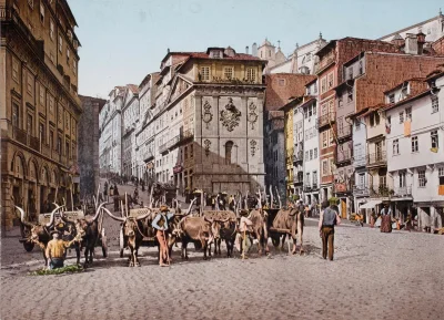 myrmekochoria - Portugalia 1903 rok
