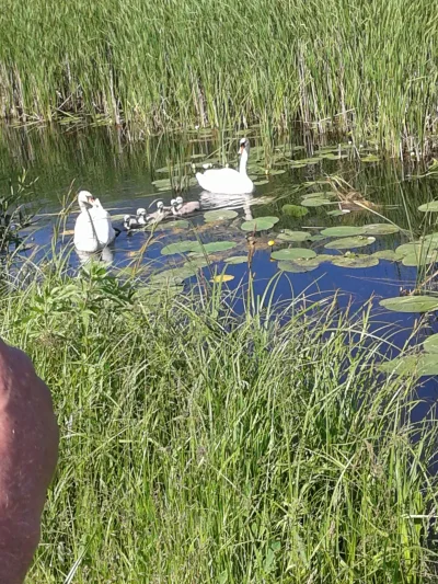 papaj - @joyko: To wyprowadź się na Podlasie albo Mazury. Boćki same zalęgną się na T...