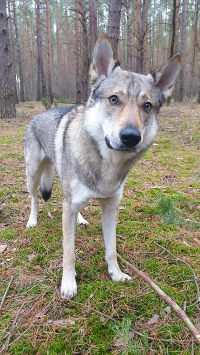 pranko_csv - Wilczak Czechosłowacki w lesie, lub po prostu Pranko.
#prankothewolfdog ...