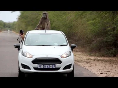 JakubWedrowycz - @nietolerancja: Małpy w Afryce mają więcej RiGCz-u... ¯\\(ツ)\/¯