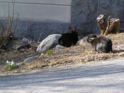 Chrzonszcz - Jeśli chodzi o Szwedów wcale mnie to nie dziwi. Na wyspie Kungsholmen, s...