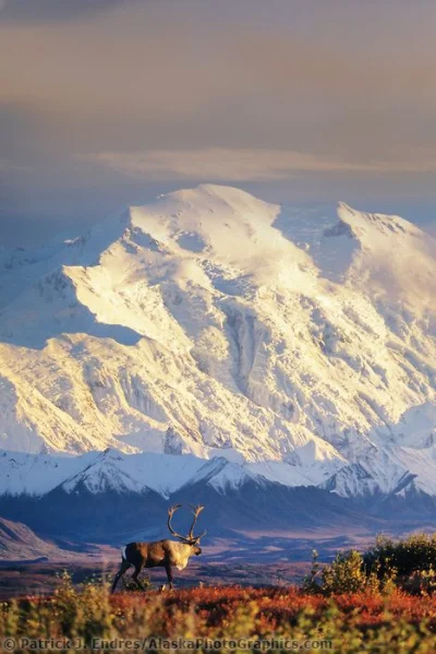 kono123 - Góra McKinley na Alasce

#ciekawostki #gory #usa #alaska #ciekawezdjecia