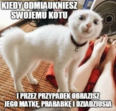 KlaudiX - #kitku #heheszki #gownowpis #memy #koty #kot