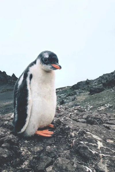 Juran - #juranzwierzaczki #zwierzaczki #pingwiny #pingwinboners
