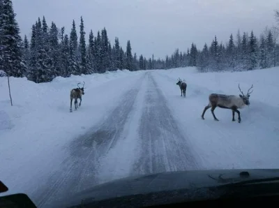 cimathel - #zima #szwecja Mój tata trafił na tę bandę na drodze gdzieś na północy Szw...