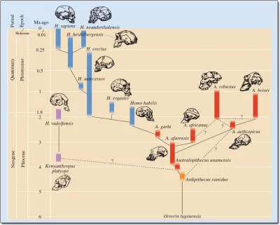 Ardai - @BillHickok: Naszym prawdopodobnie też.

"Homo heidelbergensis ("Heidelberg M...