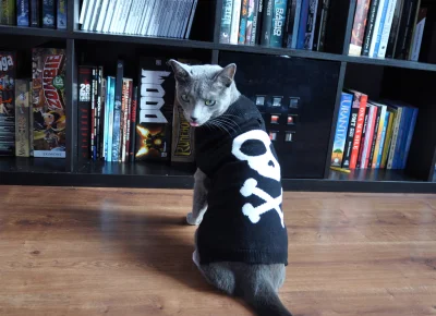 puddin - Kupiłam kotu sweter ze wzorem odzwierciedlającym jego stosunek do... wszystk...
