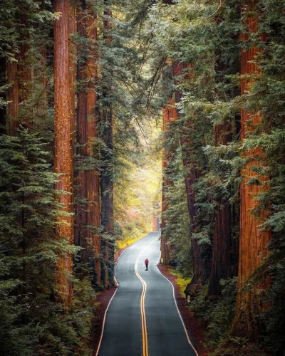 Castellano - Park Narodowy Redwood ((U.S. National Park Service). Kalifornia. 
foto:...