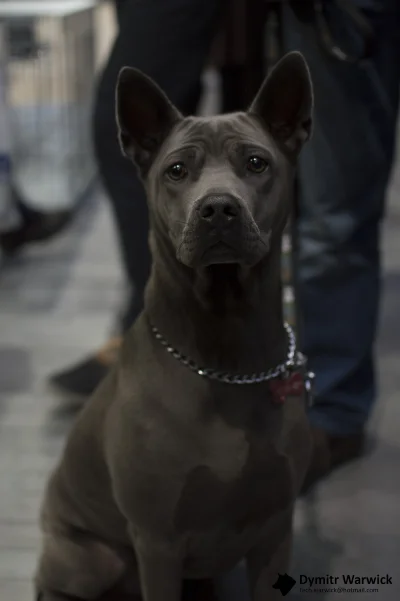 Warwick - Na International Dog Show w Poznaniu znowu było na co popatrzeć. Tyle piękn...