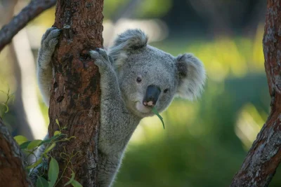 Najzajebistszy - No siema. ʕ•ᴥ•ʔ

#koala #koalowabojowka #zwierzaczki