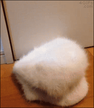 blachodachowka - #gif #smiesznypiesek #sowy #sowysazajebiste
zabawa w chowanego