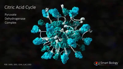 KubaGrom - Kompleks Dehydrogenazy pirogronianowej:
Kompleks białek enzymatycznych pr...